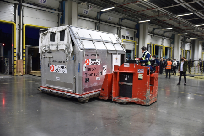 Turkish Cargo, 63 atı ABD'den Türkiye'ye taşıdı